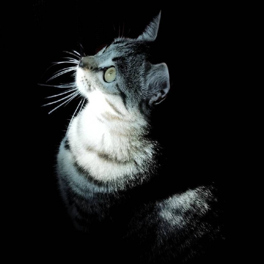 猫影影视